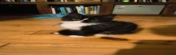 Mixed Breed cats for sale: Lovely female Ragdoll-cross  - Advert 3