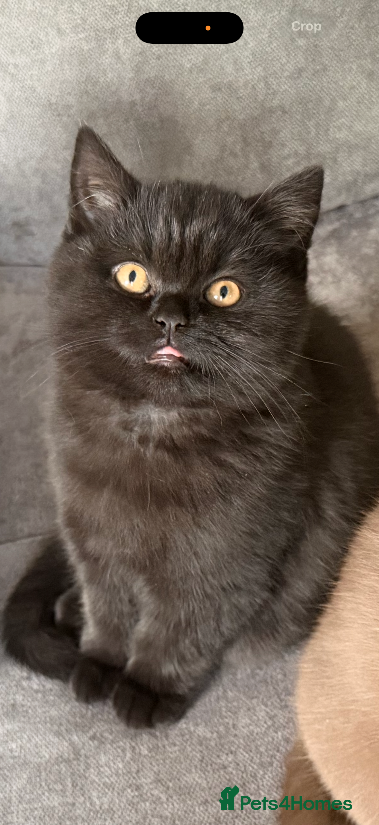 British Shorthair cats for sale: *REDUCED & ONLY 2 LEFT* British Shorthair Kittens  - Advert 2