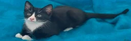 Mixed Breed cats for sale: Turkish Angora mix kittens - Advert 17