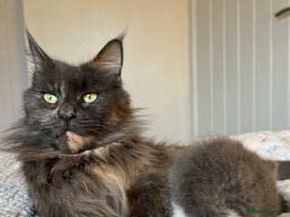 Maine Coon cats Maine coon cross kittens - Advert 10