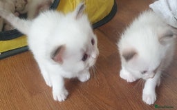 Ragdoll cats for sale: GCCF Chocolate Point with White Bi-color kittensur - Image 6