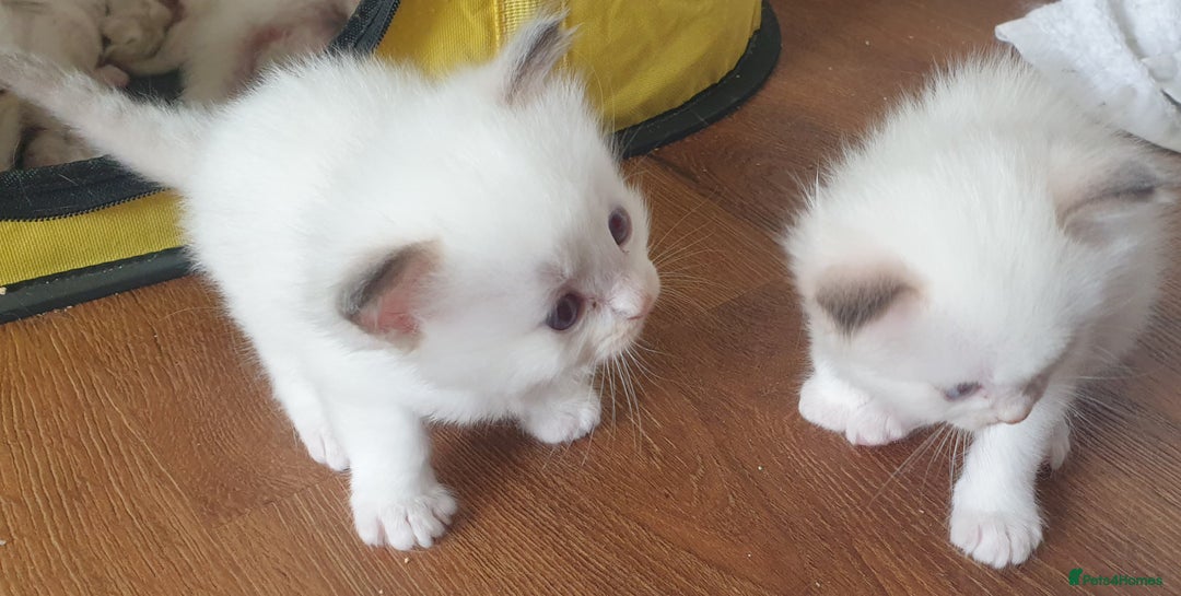 Ragdoll cats for sale: GCCF Chocolate Point with White Bi-color kittensur - Image 6