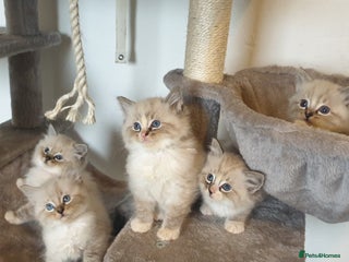 Ragdoll cats 💗Beautiful GCCF registered Ragdoll Kittens. - Advert 13