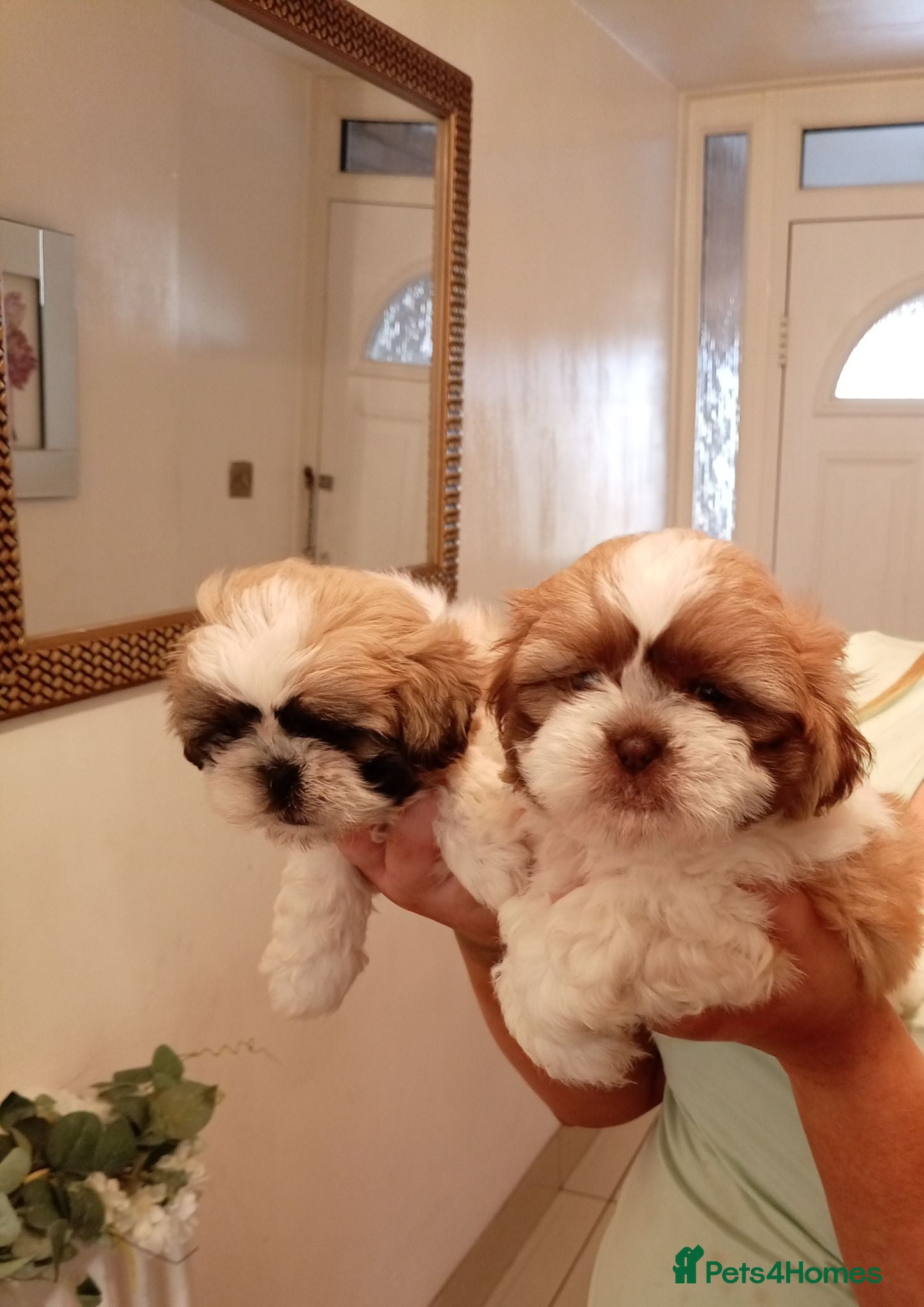 Shih Tzu dogs Shih Tzu puppy's - Advert 11