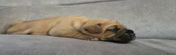 Mixed Breed dogs for sale: Mastiff Bordeaux Puppies - Advert 21