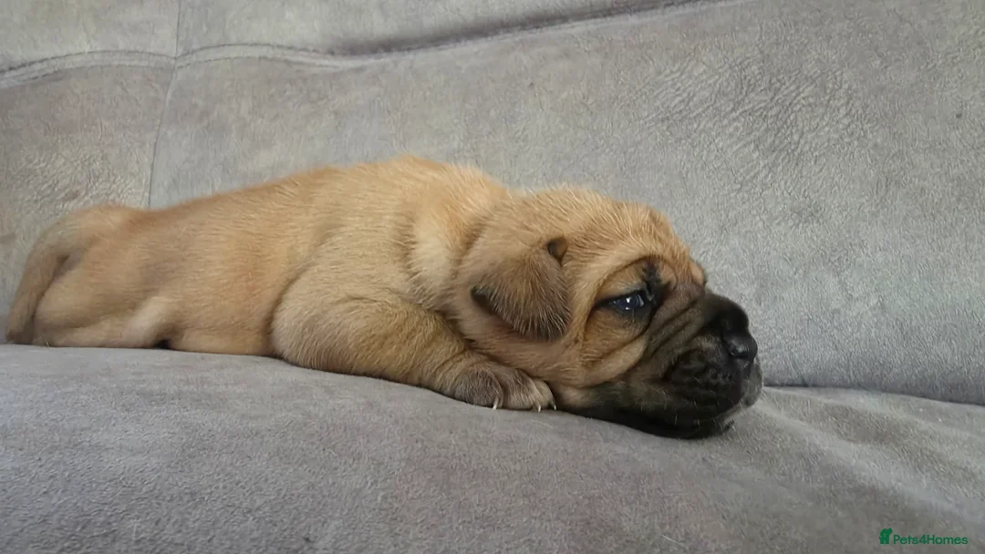 Mixed Breed dogs for sale: LAST ONE Mastiff Bordeaux Puppies  - Advert 22