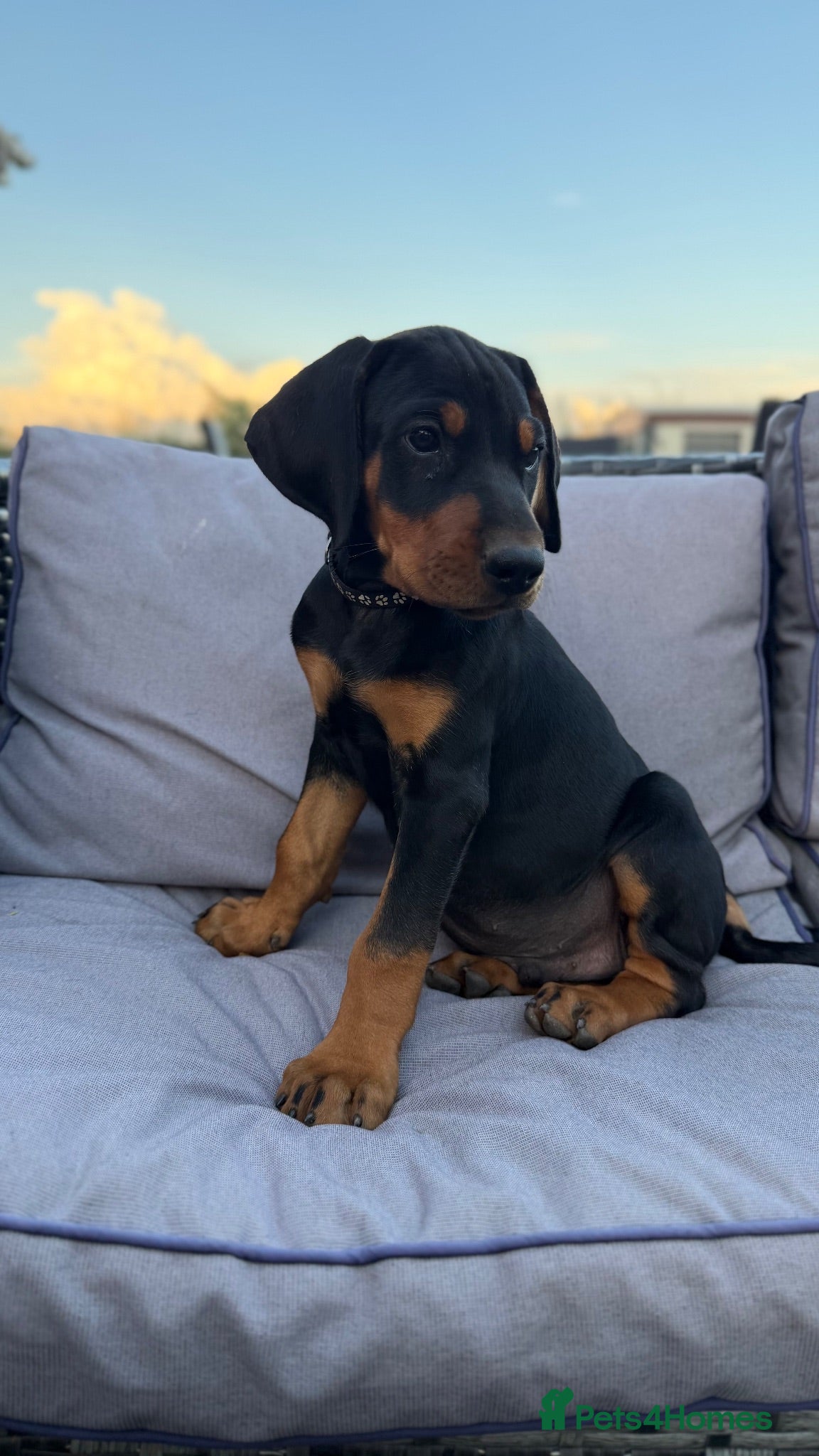 Mixed Breed dogs Stunning Doberway puppies ✨ - Advert 1