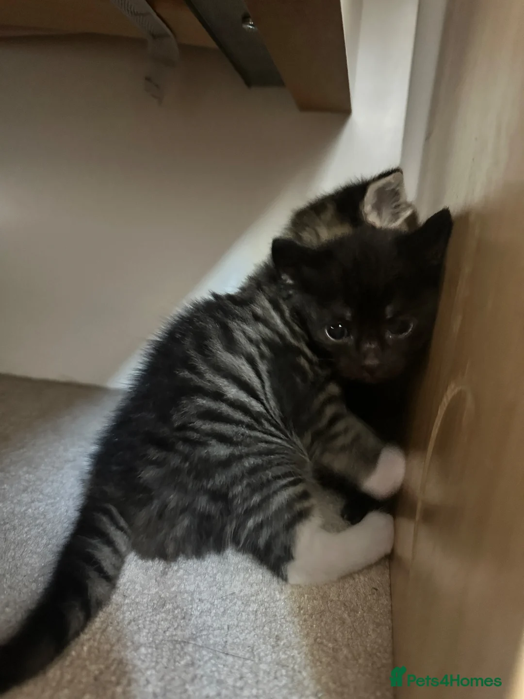 Domestic Shorthair cats for sale: Pretty nice kittens to rehome  - Advert 2