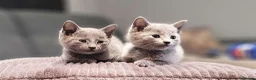 Russian Blue cats for sale: Pure Russian Blue kittens for sale 💙  - Advert 5