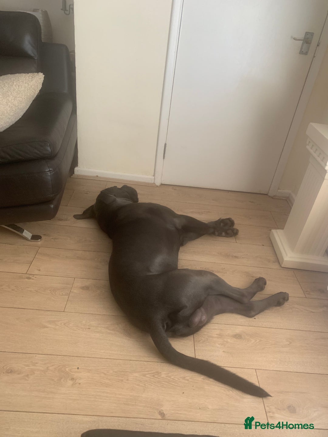 Cane Corso dogs for sale: Blue cane corso  - Image 3