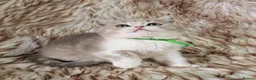 British Shorthair cats for sale: Ready now 2x Kittens Avaliable  - Advert 7