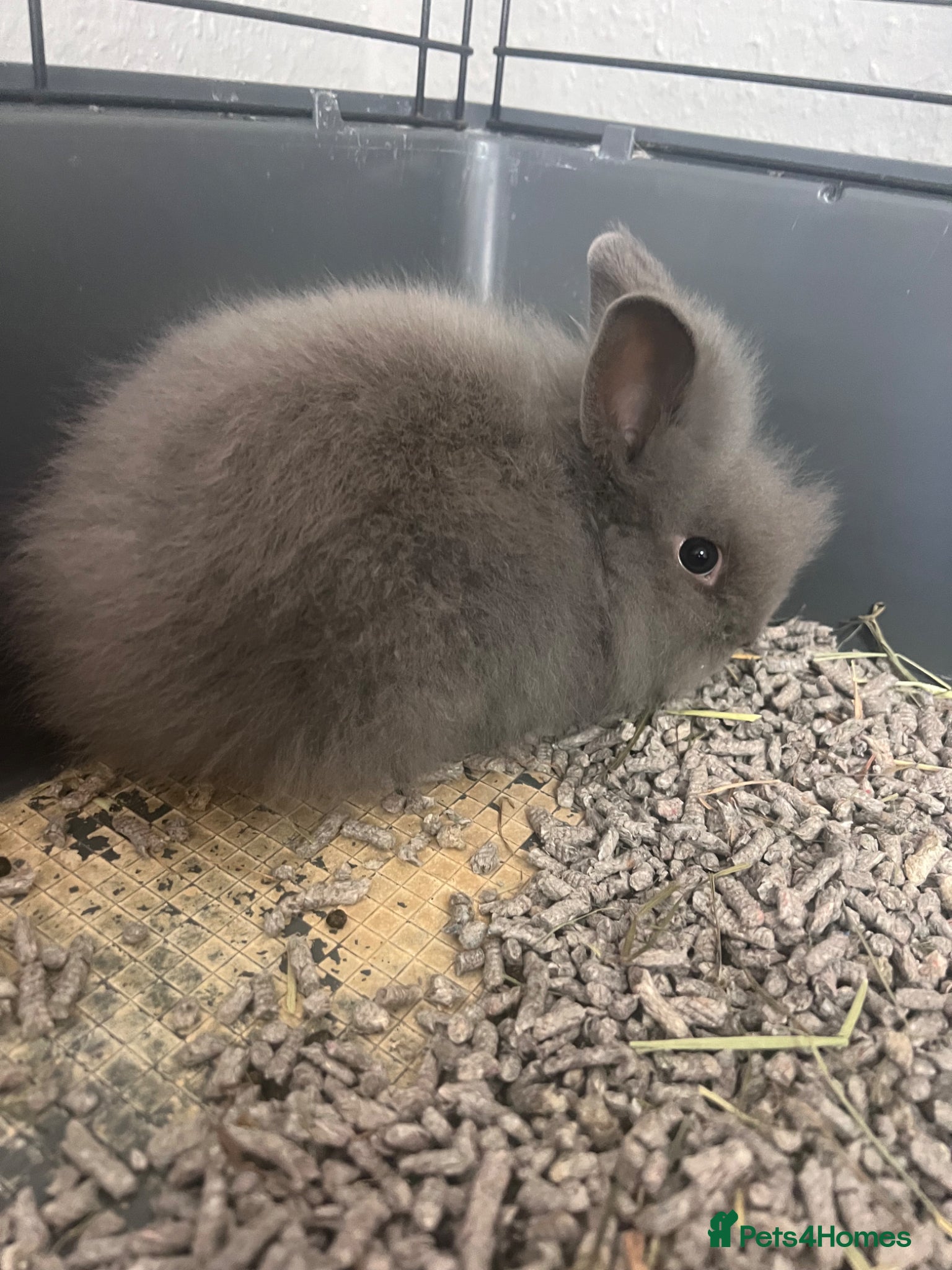 Lionhead rabbits Double Lionhead baby rabbits  - Advert 2