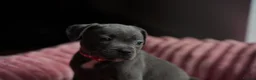 Staffordshire Bull Terrier dogs for sale: KC Staffy Puppies - Advert 5