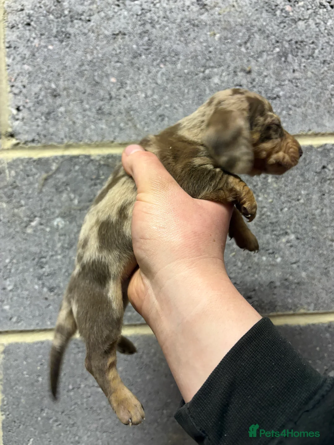 Miniature Dachshund dogs for sale: 5 stunning Dachshund puppies  in Redcar - Advert 24