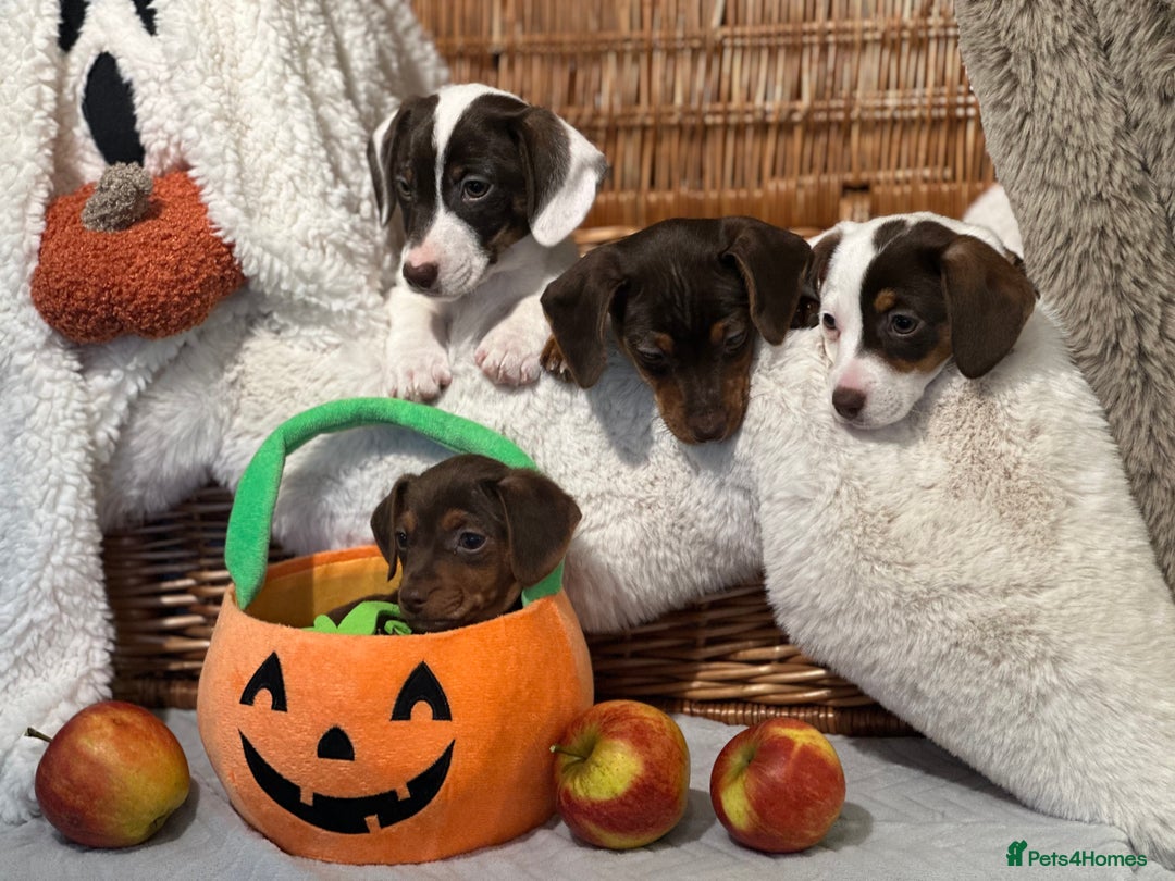 Mixed Breed dogs for sale: Wonderful daxijacks !! 🐶 - Image 13