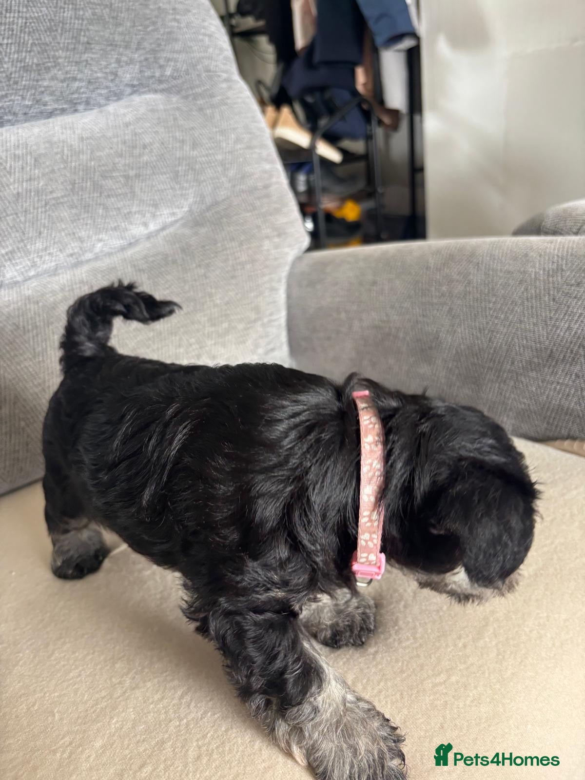 Miniature Schnauzer dogs for sale: Beautiful Miniature Schnauzers  - Advert 16