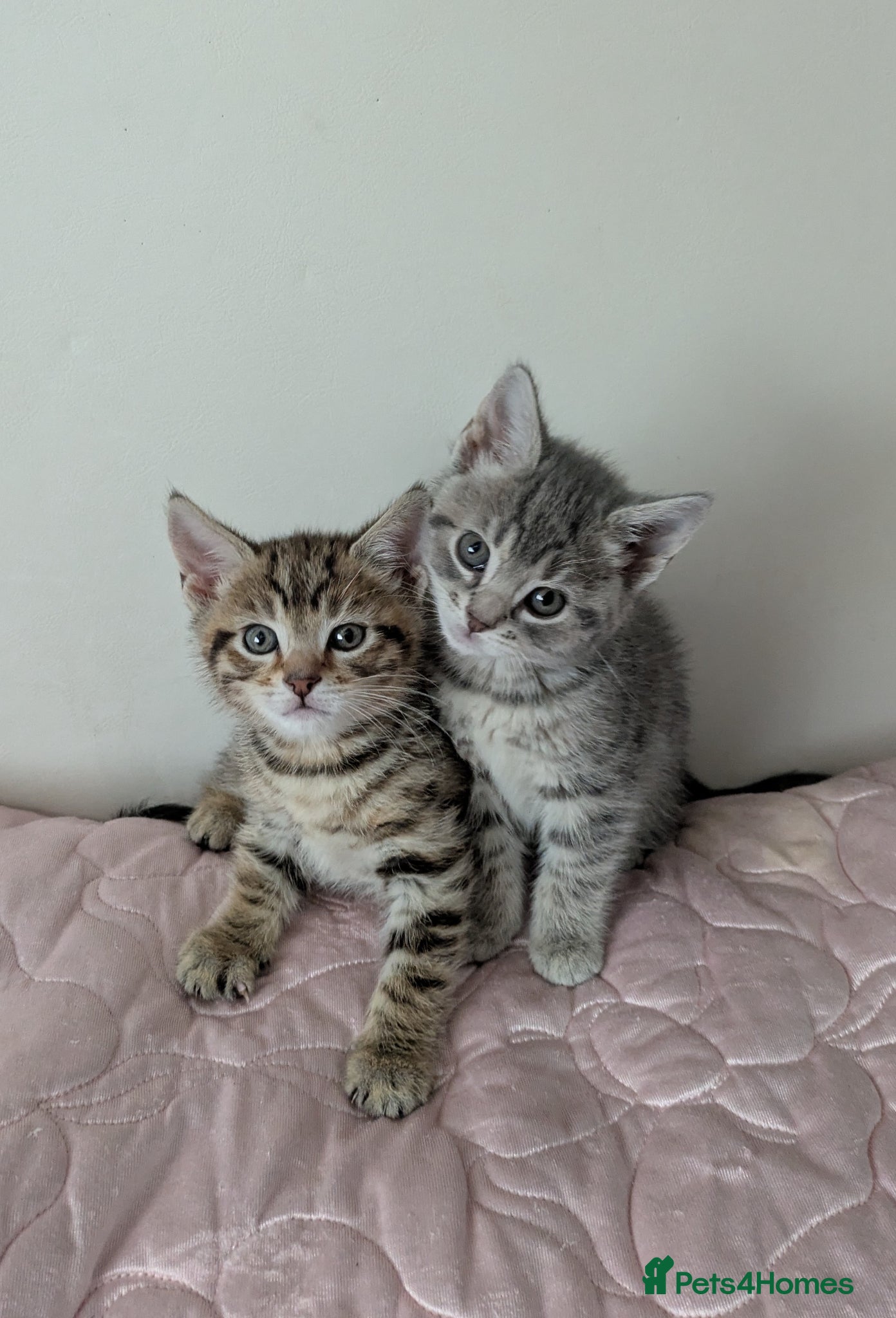 Bengal cats Bengal kittens Ready to leave now  - Advert 1
