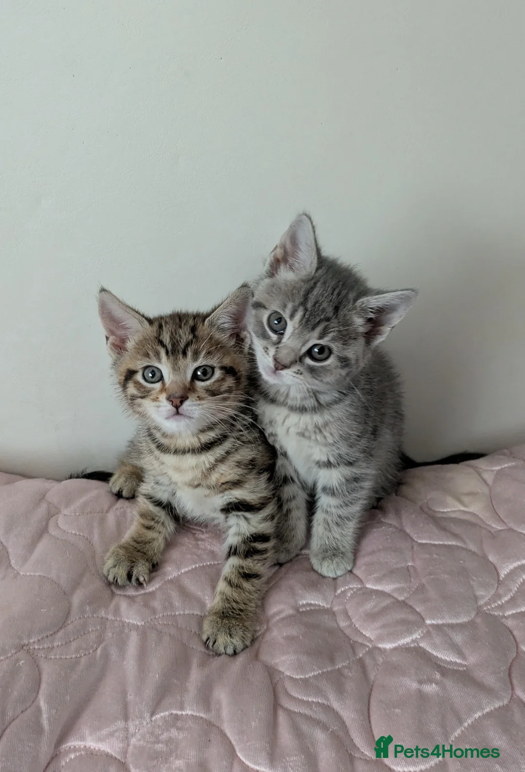 Bengal cats for sale: Bengal kittens Ready to leave now  - Advert 1