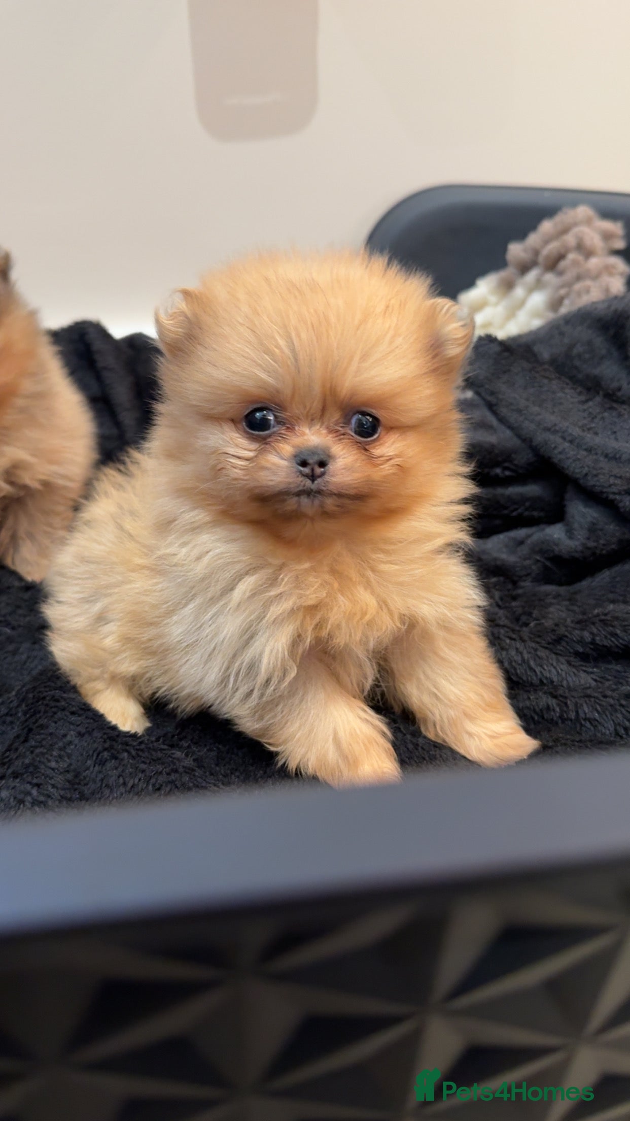 Pomeranian dogs Teddy faced GIRL 🎀💖 - Advert 1