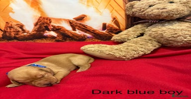 Labrador Retriever dogs - Advert 2