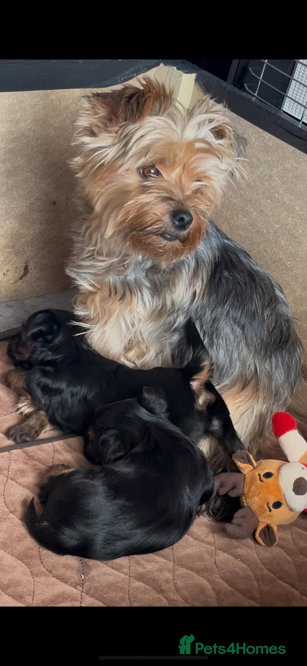 Yorkshire Terrier dogs for sale: Toy Yorkshire Terrier puppies  - Advert 1