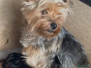 Yorkshire Terrier dogs Toy Yorkshire Terrier puppies - Advert 1
