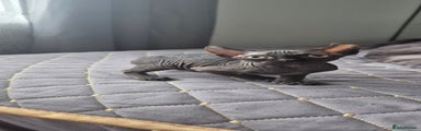 Sphynx Kitten 1