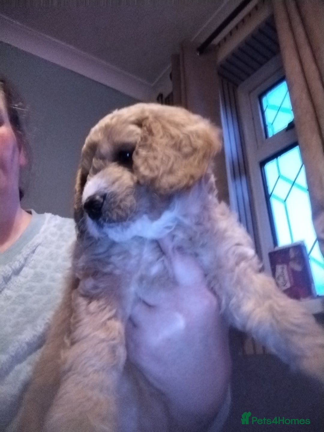 Mixed Breed dogs for sale: Adorable Maltipoo/Cockapoo Puppies - Advert 2