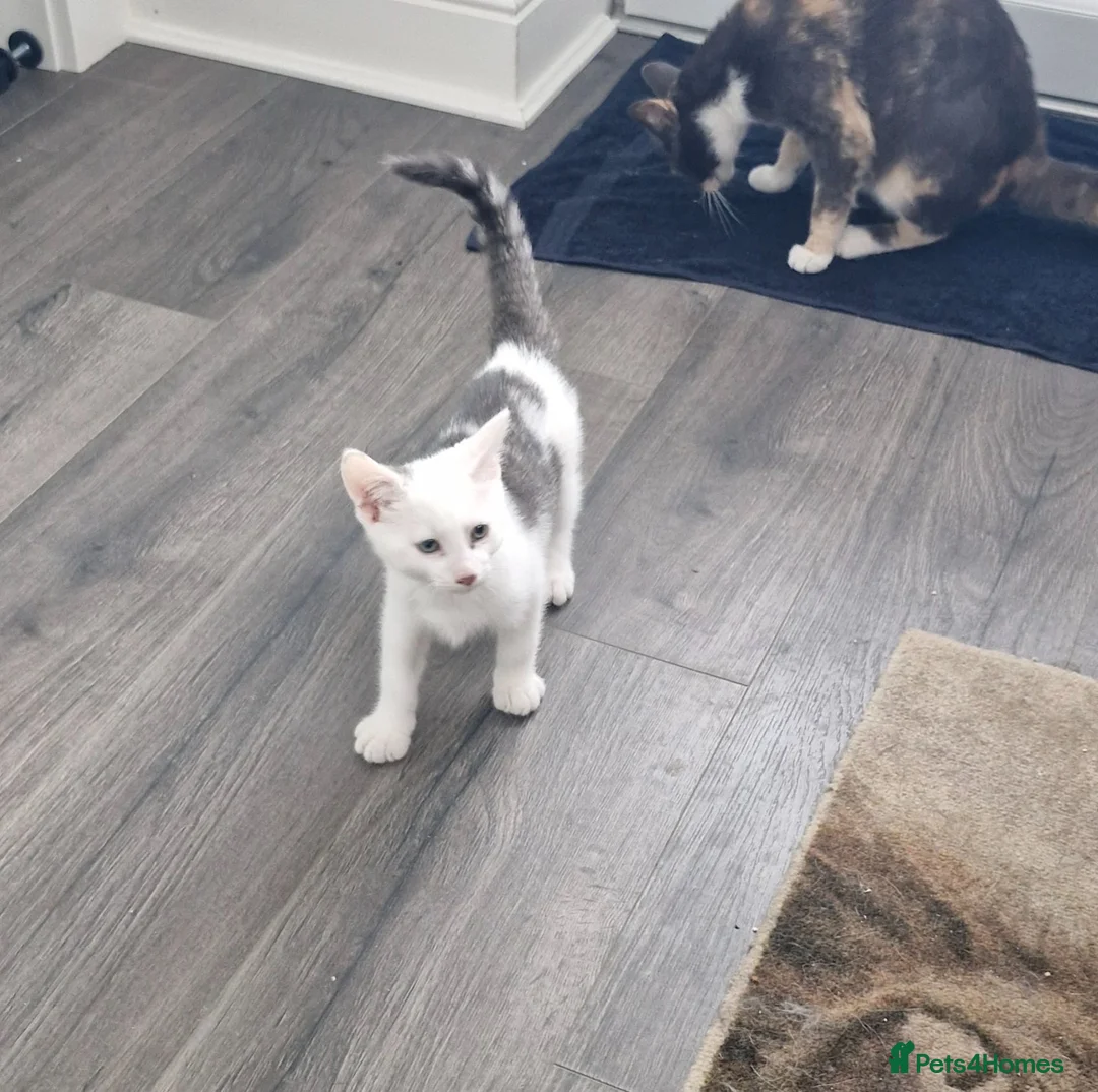 British Shorthair cats for sale: Bengal cross BSH stunning friendly boy  - Advert 1