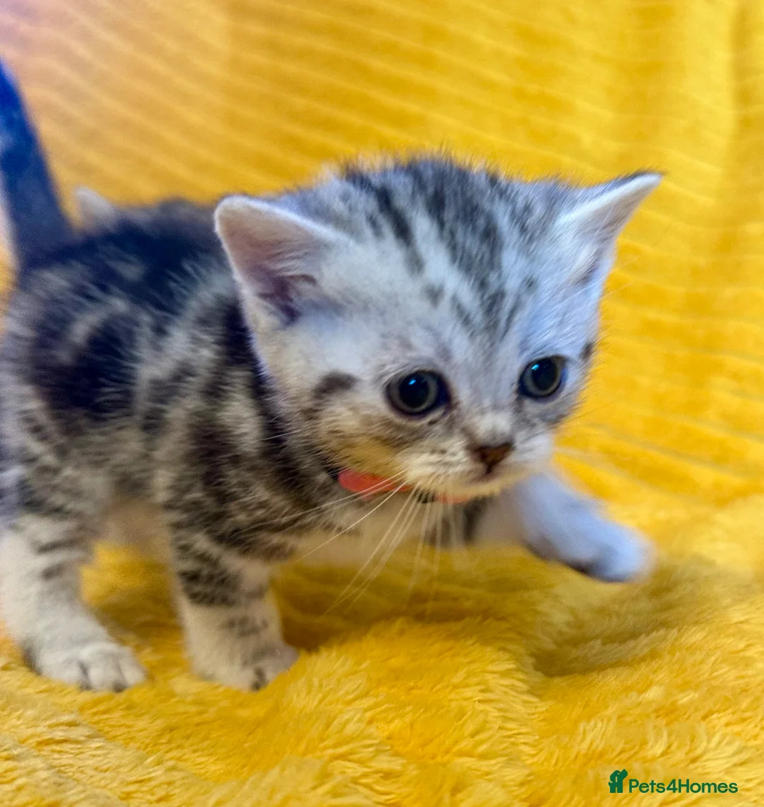 British Shorthair cats for sale: Stunning British Shorthair Kittens  - Advert 17
