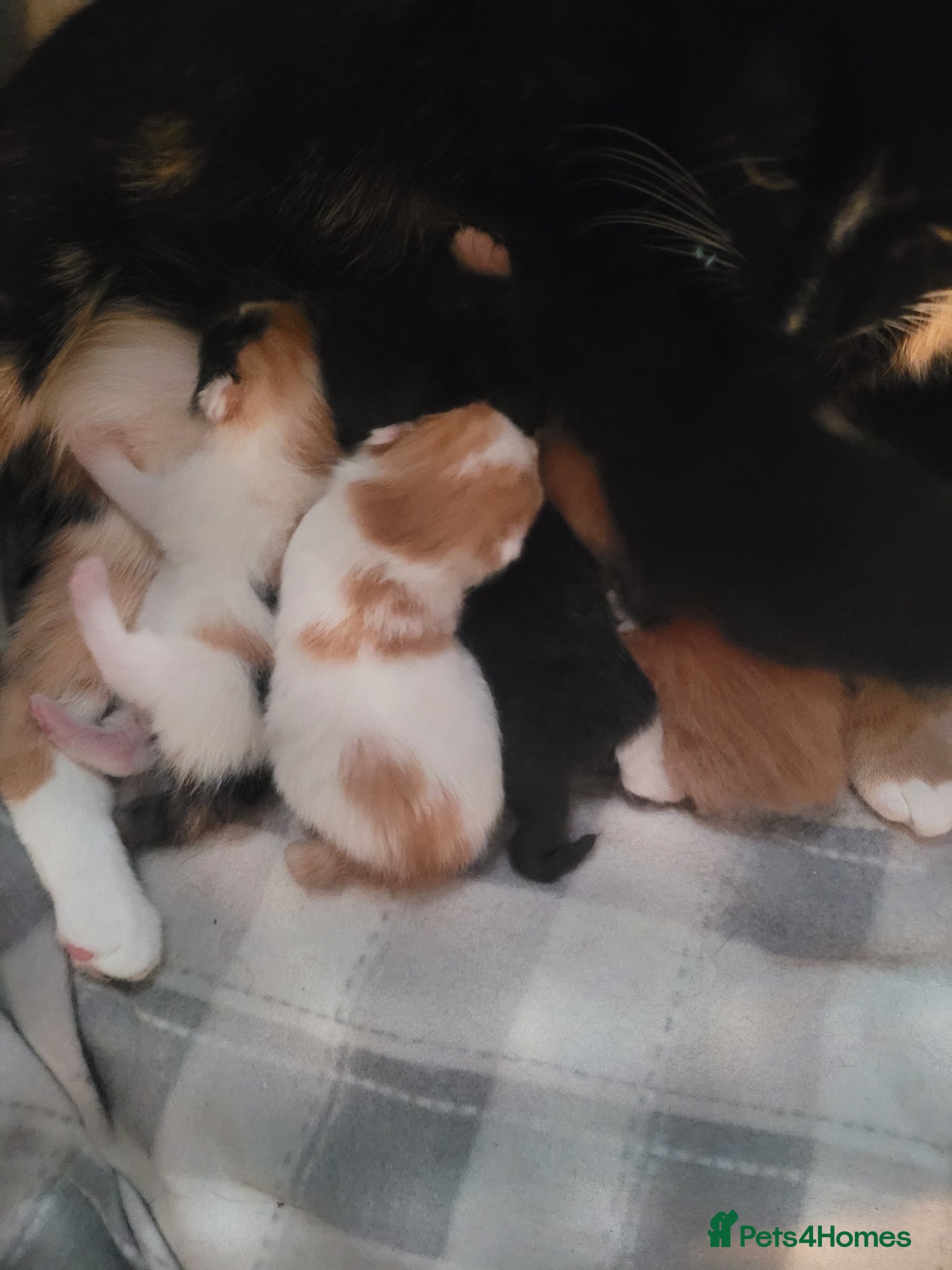 Mixed Breed cats 6 beautiful kittens  - Advert 4