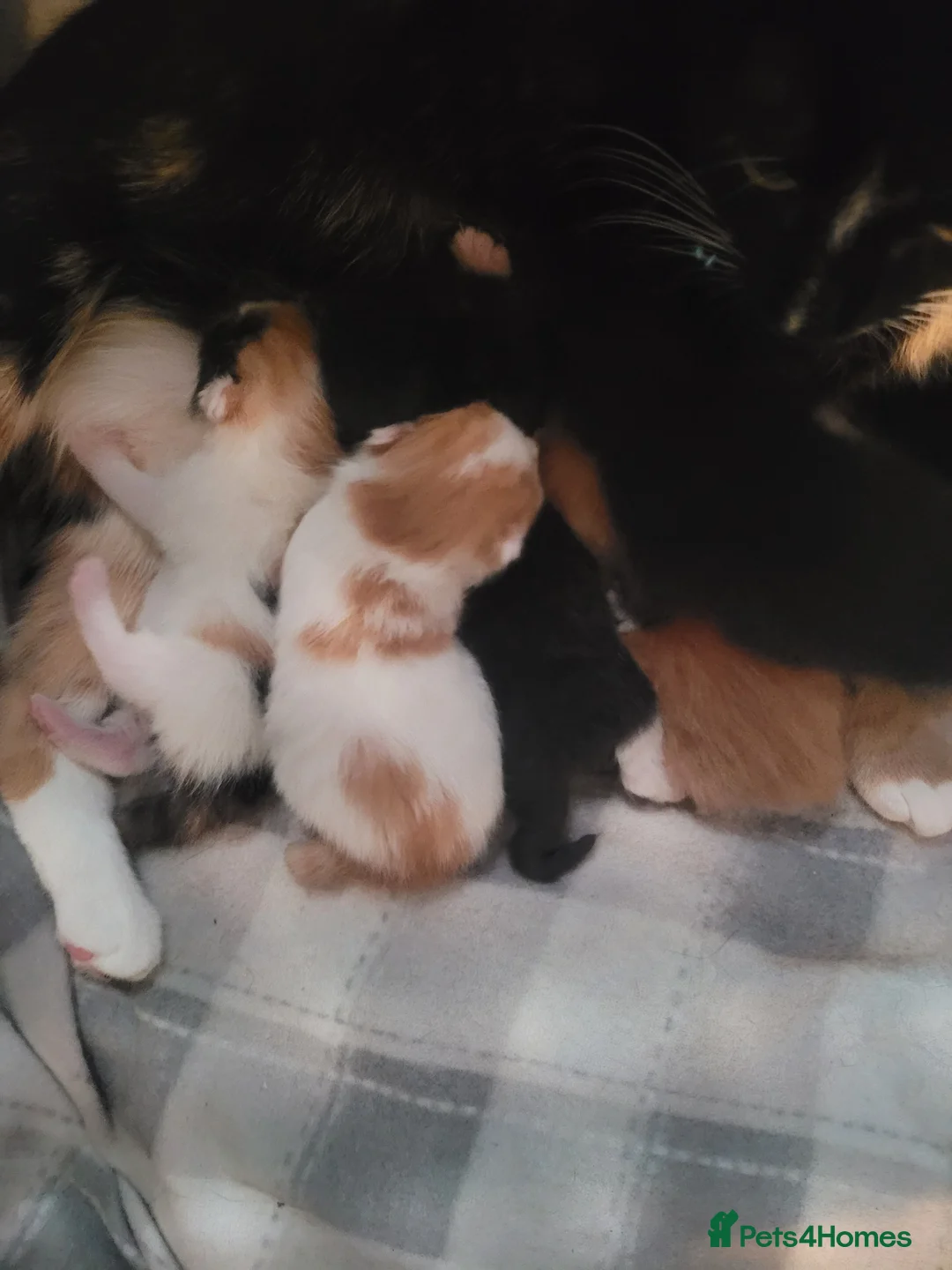 Mixed Breed cats for sale: 6 beautiful kittens  - Advert 1