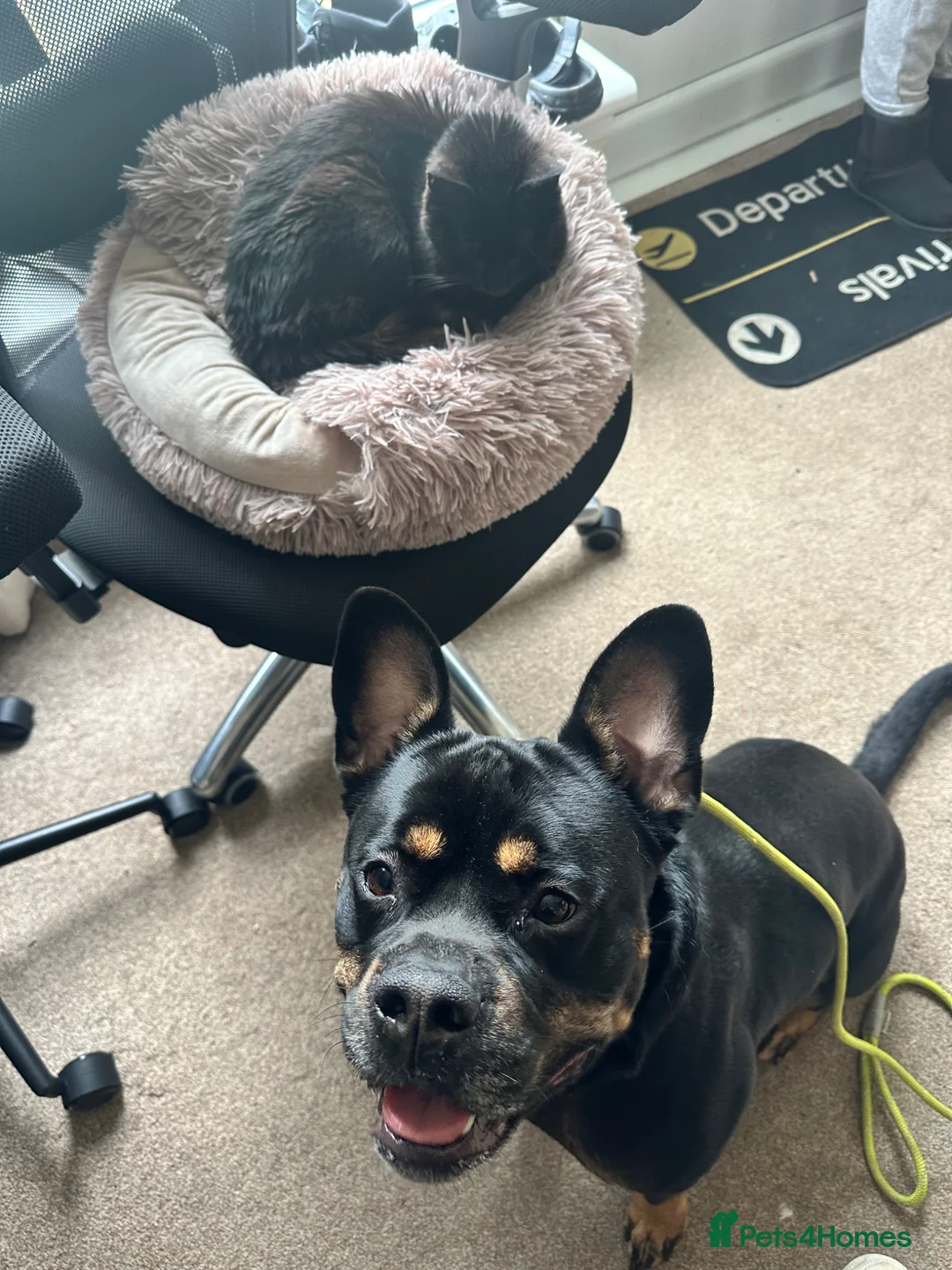 Mixed Breed dogs for sale: Reggie - Rottie x Frenchie - Advert 2