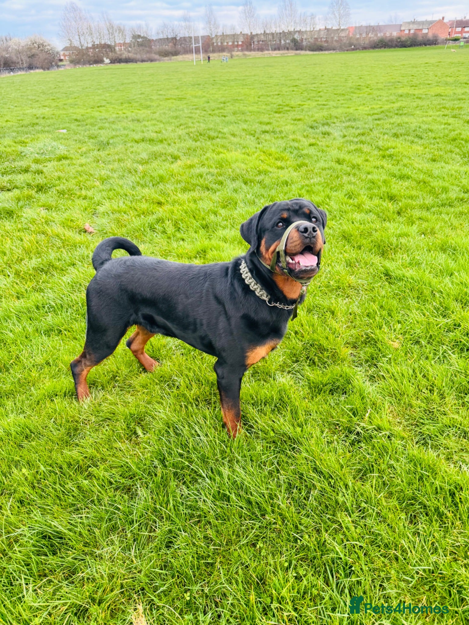 Rottweiler dogs ⭐️ Rottweiler stud ⭐️ - Advert 1