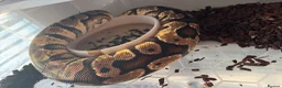 Python Snake reptiles for sale: Collection of Royals  - Advert 7