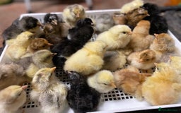 Chickens poultry for sale: Hatching eggs, Chicks & Ducklings - Image 20