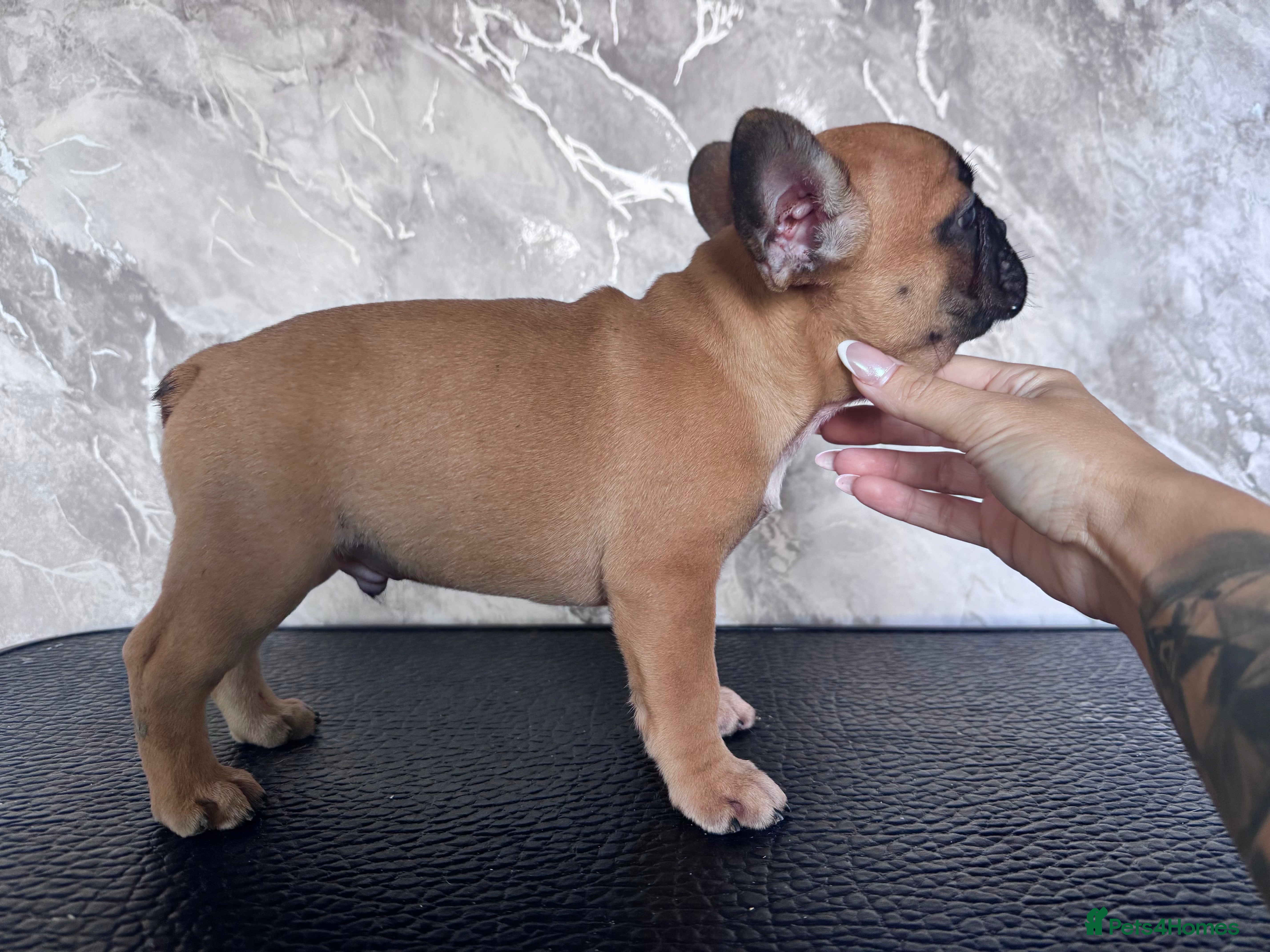 French Bulldog dogs Champion Sired red fawn French bulldog puppies  - Advert 2