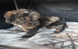 Cockapoo dogs for sale: Cockapoo puppies for sale  - Advert 15