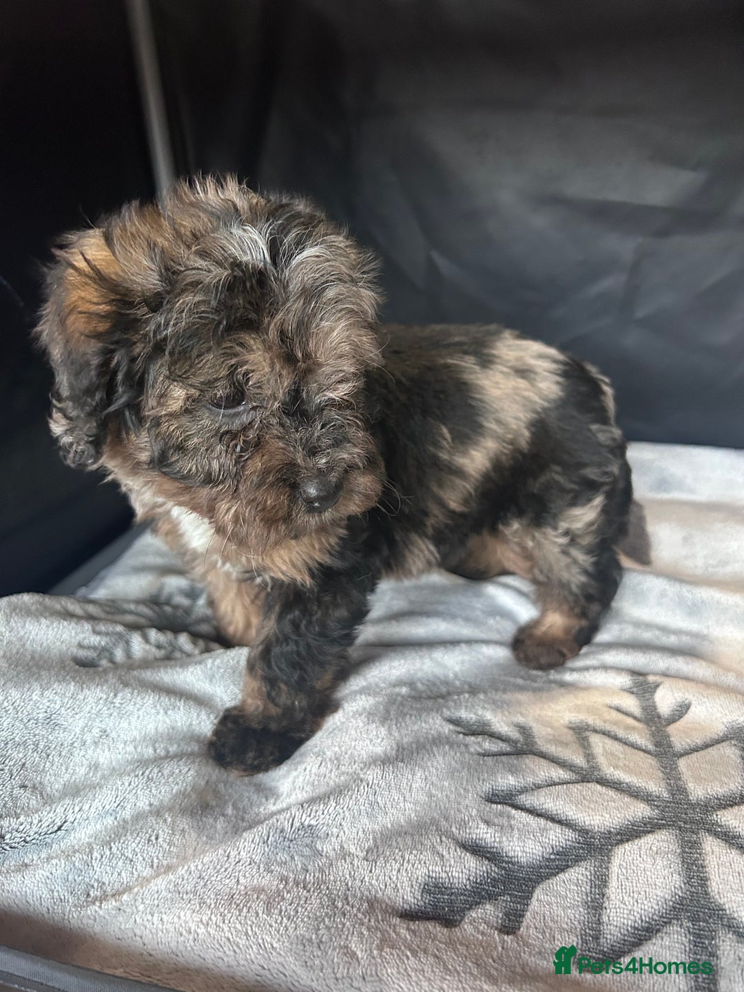 Cockapoo dogs for sale: Cockapoo puppies for sale  - Advert 15