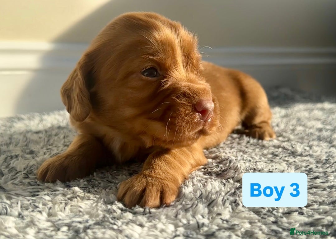 Cocker Spaniel dogs for sale: KC Reg Health Tested Working Cocker Spaniels - Image 21