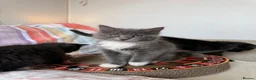 Ragdoll cats for sale: 🐾 READY TO LEAVE RAGDOLL CROSS 🐾 - Advert 3