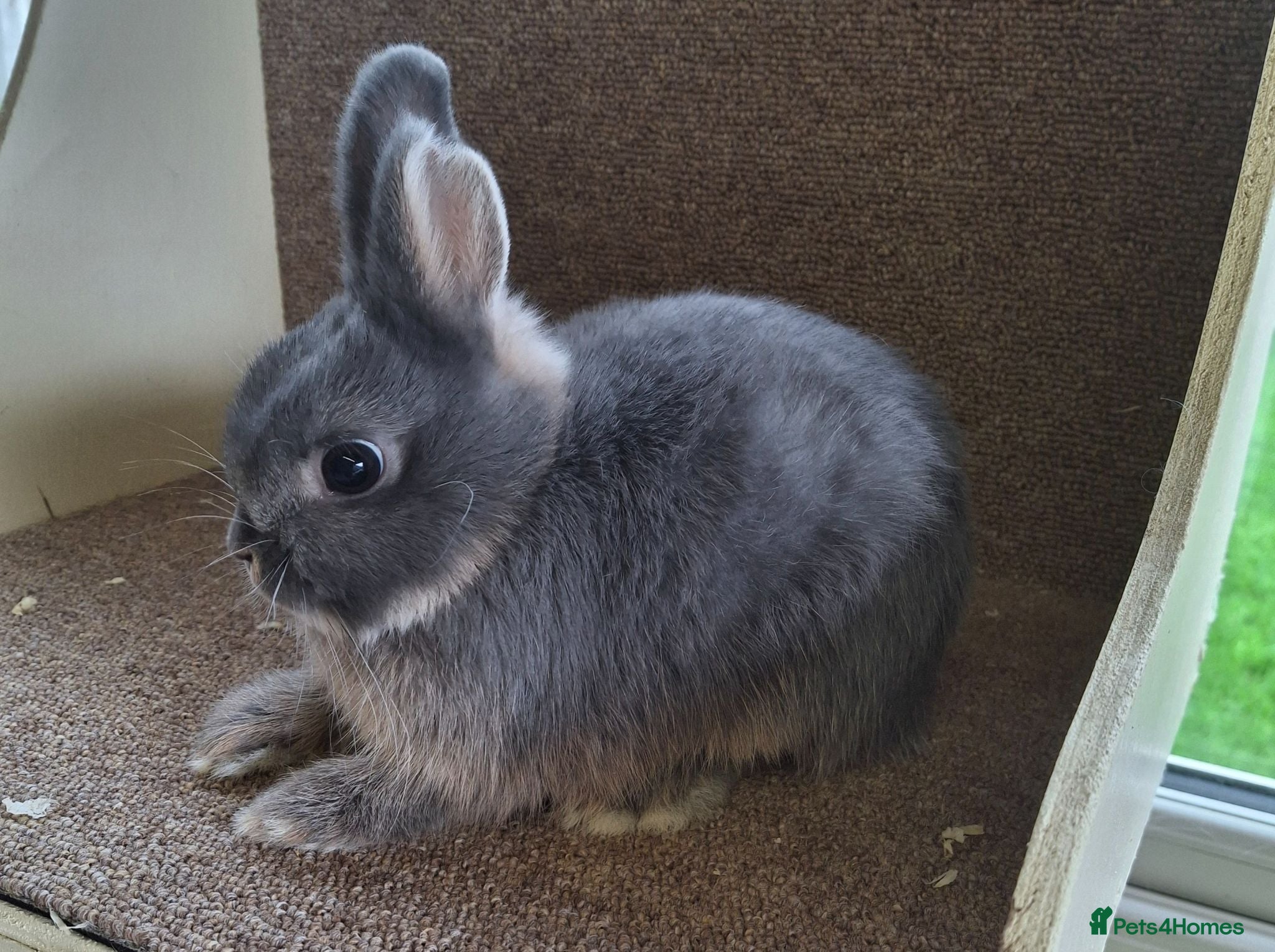 Netherland Dwarf rabbits Pure Bred Blue Otter Buck - Advert 1