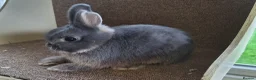 Netherland Dwarf rabbits for sale: Pure Bred Blue Otter Buck - Advert 1
