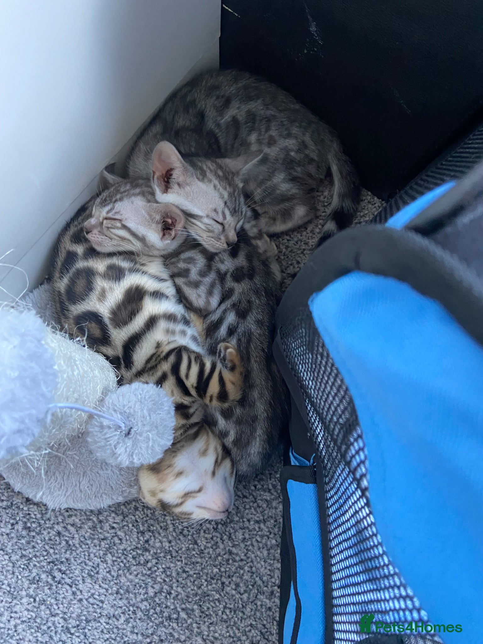 Bengal cats for sale: GCCF Registered Pedigree Kittens  - Advert 3