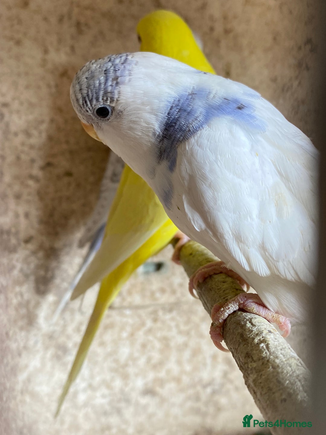 Budgerigars birds for sale: Beautiful Budgies - Image 23