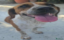 Mixed Breed dogs for adoption: Terry needs a loving home  - Image 9