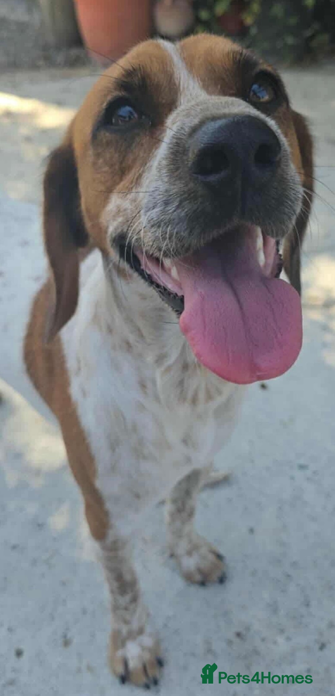 Mixed Breed dogs for adoption: Terry needs a loving home  - Image 9