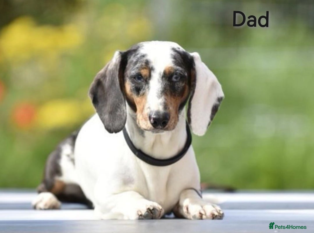 Dachshund dogs for sale: Stunning dachshund puppies  - Image 12