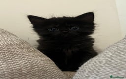 Mixed Breed cats for sale: 5 Beautiful fluffy kittens ready to be re-homed ❤️ - Image 9