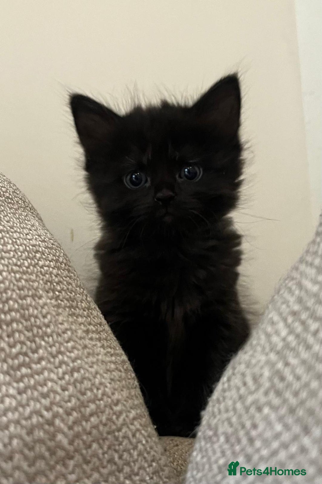 Mixed Breed cats for sale: 5 Beautiful fluffy kittens ready to be re-homed ❤️ - Image 9
